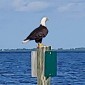 bald-eagle