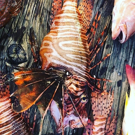 lionfish9