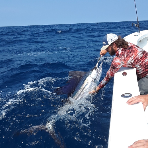 sailfish1