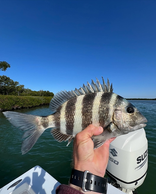 sheepshead-2a