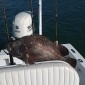 tripletail2_11-7-2020