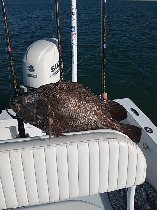 tripletail2_11-7-2020