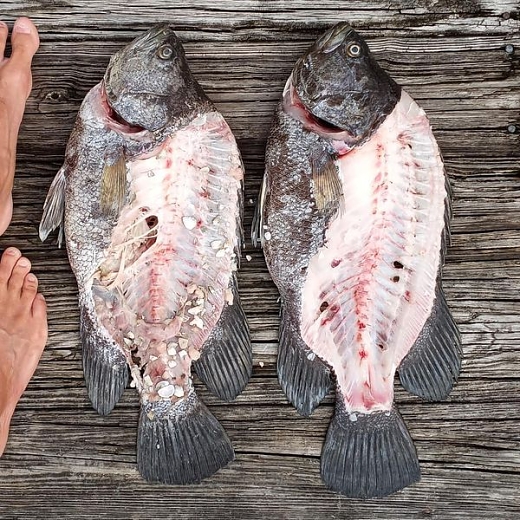 tripletail4_11-7-2020