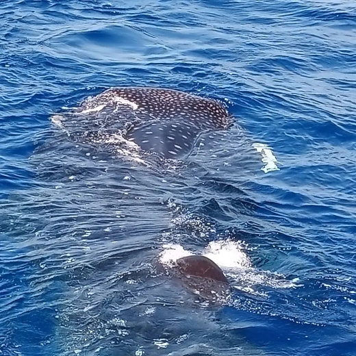 whale-shark1