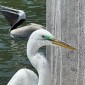 egret1