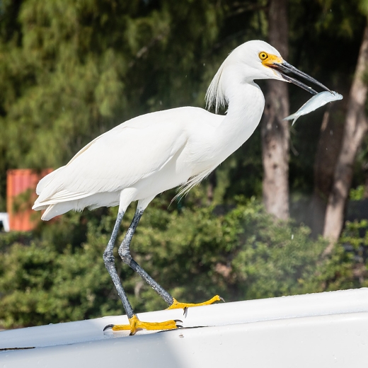 egret3